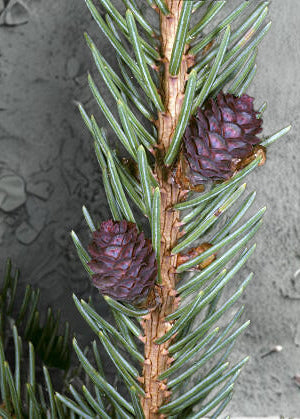 BotaniClean Face Cleanser