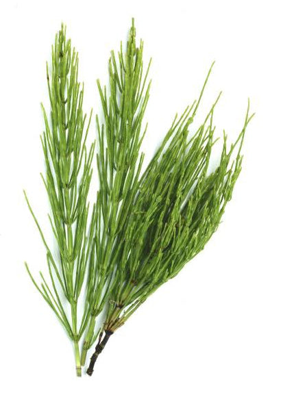 BotaniClean Face Cleanser