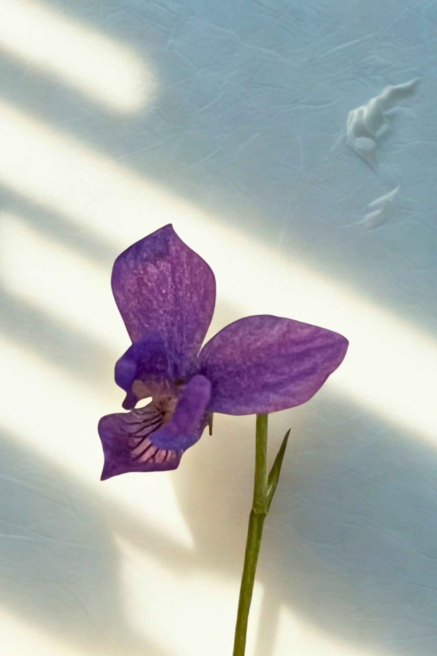 Blossom Retinol Moisturizer