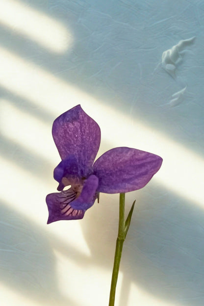 Blossom Retinol Moisturizer